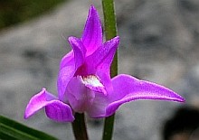 Red Helleborine - Cephalanthera rubra © Teresa Farino